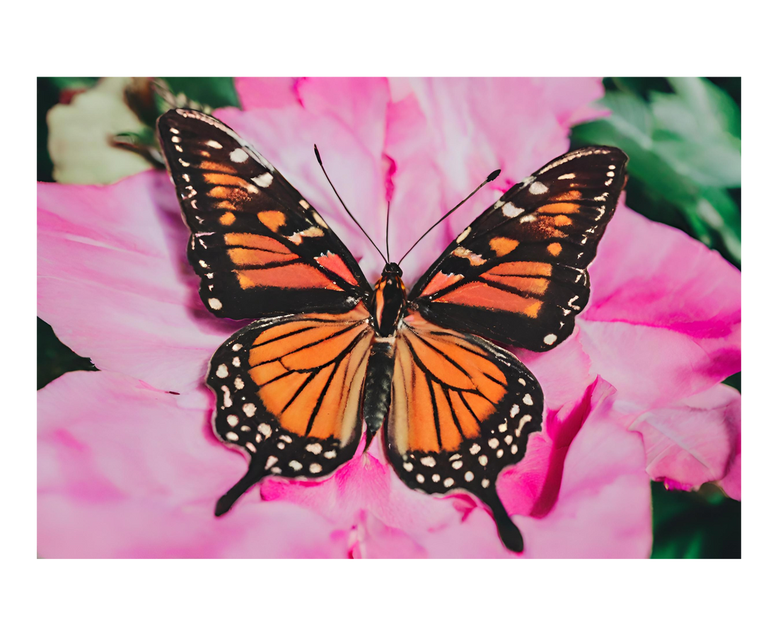 Mariposas